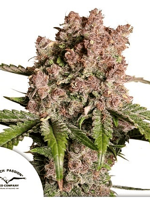 STRAWBERRY SODA AUTO X3-DUTCH PASSION