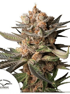 FROZEN BISCOTTI AUTO X3-DUTCH PASSION