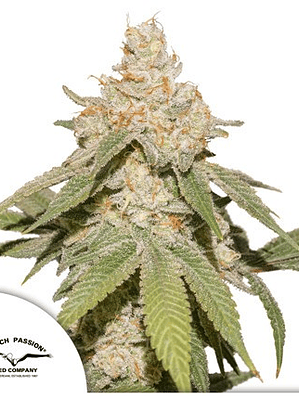 SFV OG AUTO X3-DUTCH PASSION