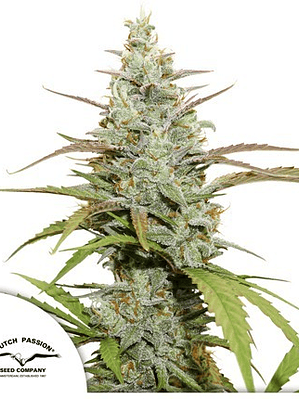 MOKUM´S TULIP AUTO X3-DUTCH PASSION