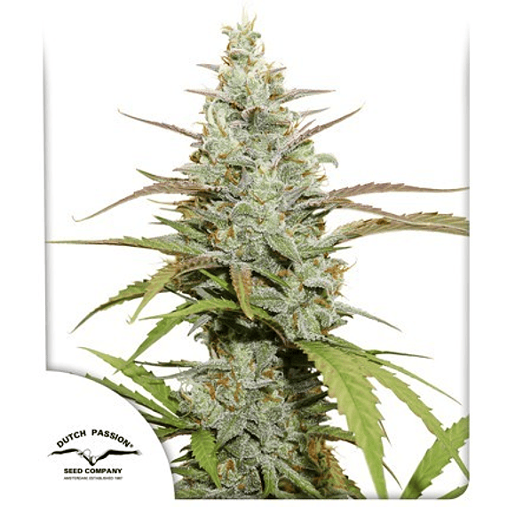 MOKUM´S TULIP AUTO X3-DUTCH PASSION 1