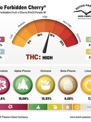 FORBIDDEN CHERRY AUTO X3- DUTCH PASSION