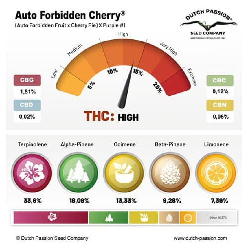 FORBIDDEN CHERRY AUTO X3- DUTCH PASSION 1