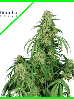 CALAMITY JANE AUTO X3+1-BUDDHA SEEDS