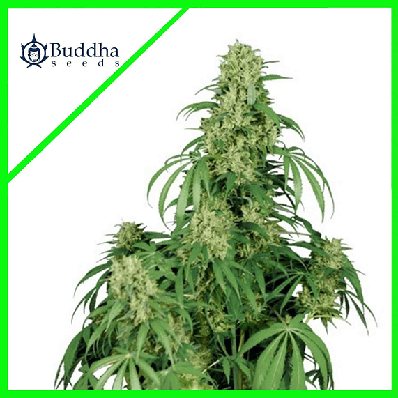 CALAMITY JANE AUTO X3+1-BUDDHA SEEDS 1