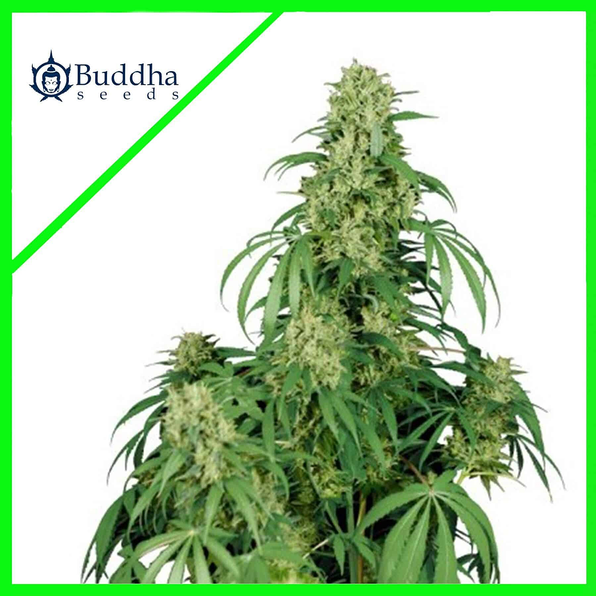 CALAMITY JANE AUTO X3+1-BUDDHA SEEDS 1