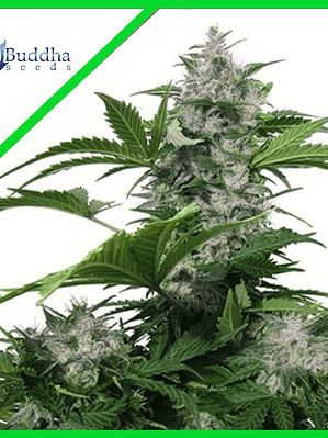 WHITE DWARF AUTO X3+1-BUDDHA SEEDS