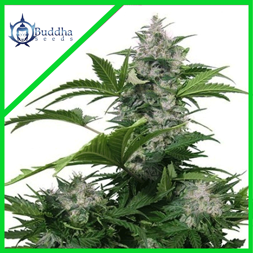 WHITE DWARF AUTO X3+1-BUDDHA SEEDS 1