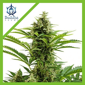 VESTA AUTO X3+1-BUDDHA SEEDS