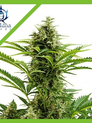 VESTA AUTO X3+1-BUDDHA SEEDS