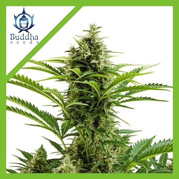 VESTA AUTO X3+1-BUDDHA SEEDS 1