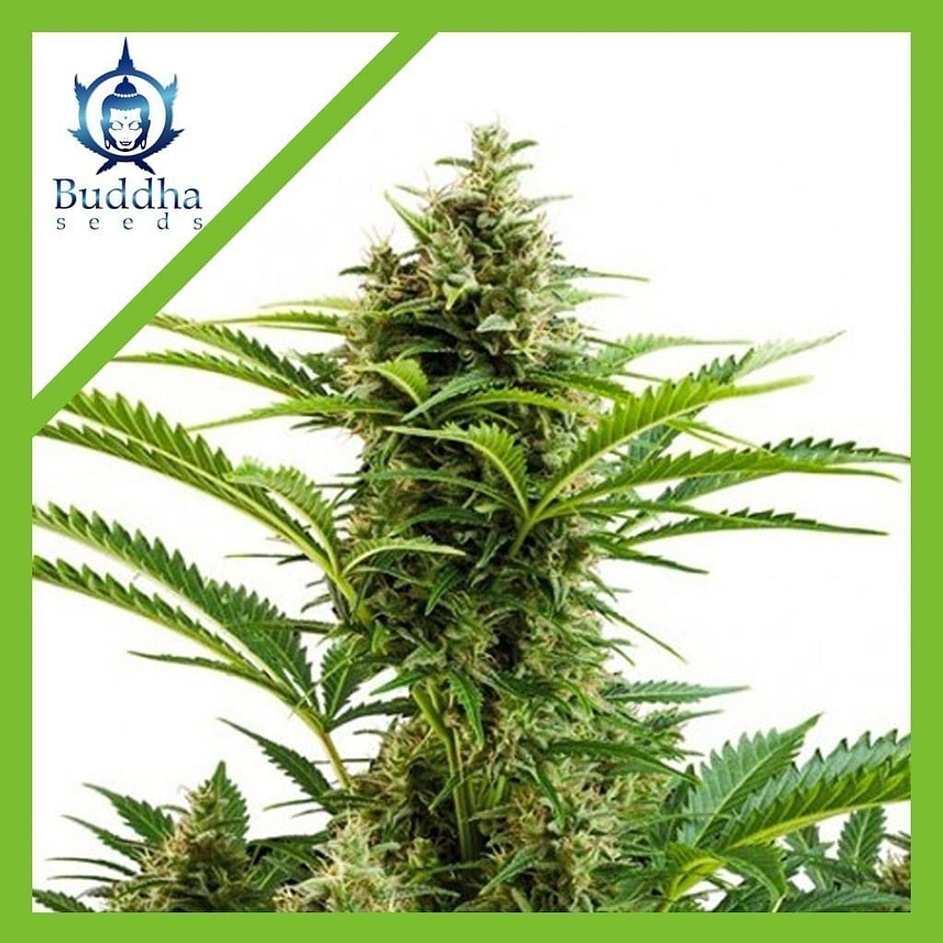 VESTA AUTO X3+1-BUDDHA SEEDS 1