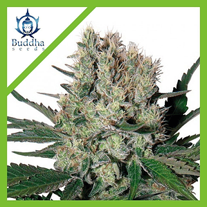 SYRUP AUTO X3+1-BUDDHA SEEDS