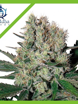 SYRUP AUTO X3+1-BUDDHA SEEDS