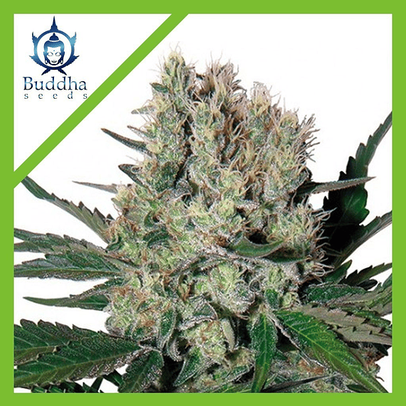 SYRUP AUTO X3+1-BUDDHA SEEDS 1