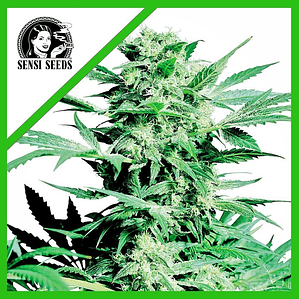 SHIVA SKUNK AUTO X3-SENSI SEEDS