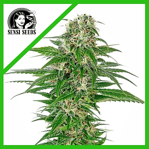 EARLY SKUNK AUTO X3-SENSI SEEDS