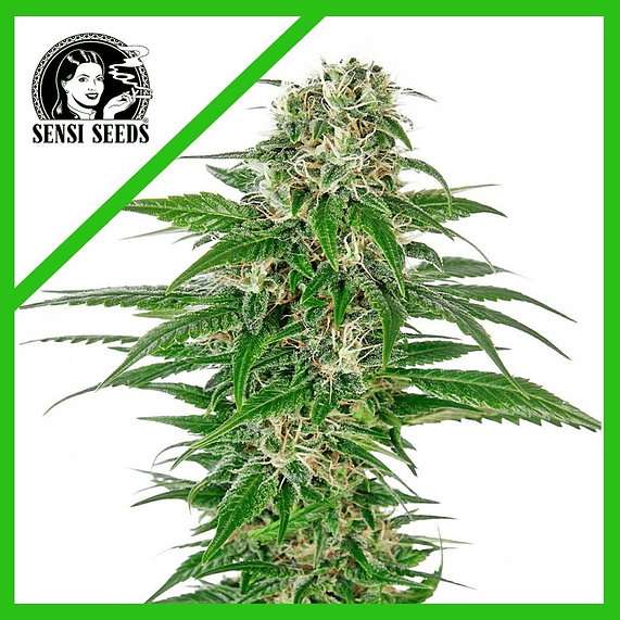 EARLY SKUNK AUTO X3-SENSI SEEDS 1