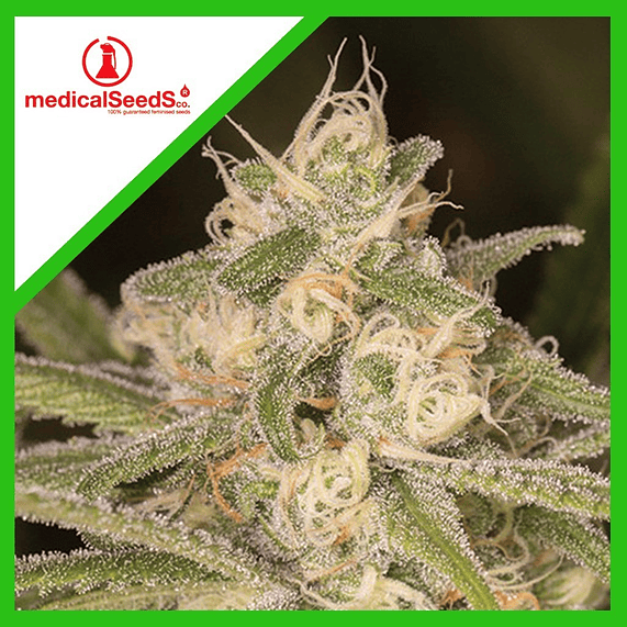 NO NAME AUTO X3+2-MEDICAL SEEDS 1