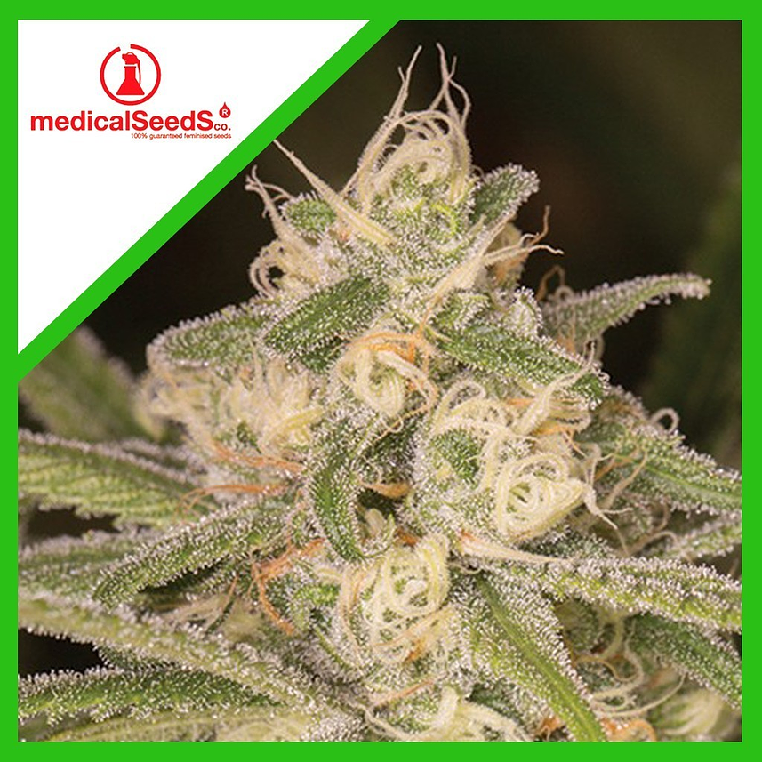 NO NAME AUTO X3+2-MEDICAL SEEDS 1