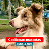 Cepillo Quita Nudos Para Mascotas WAHL 3