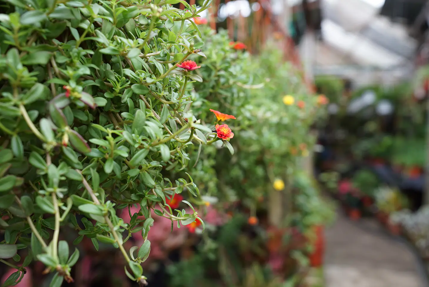 Plantas y Jardinería