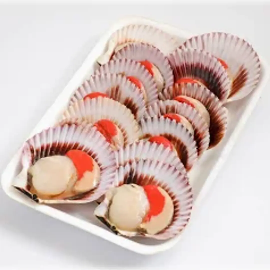 Ostion Media Concha 10 U 2