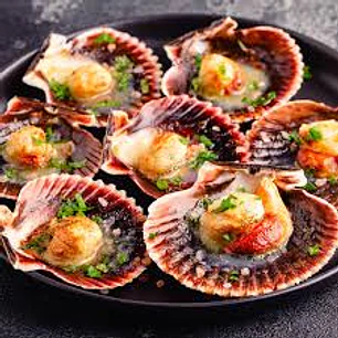 Ostion Media Concha 10 U