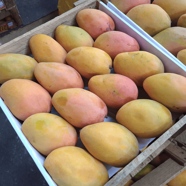 Mango Edward / Caja 2