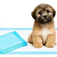 Sabanillas para Perros Roro 60x90 Pack de 60 Unidades - Miniatura 4