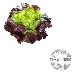 Lechuga Francesa