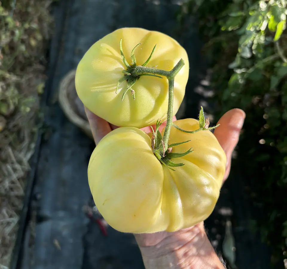 Semillas Tomates 