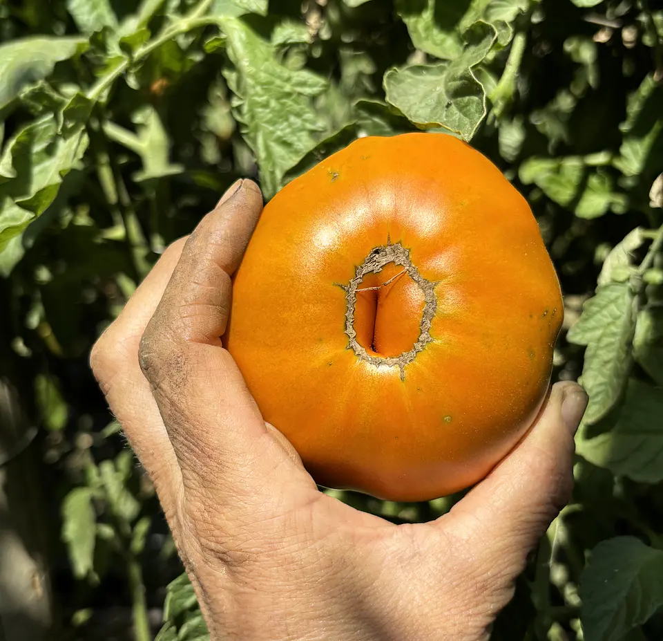 Semillas Tomates 