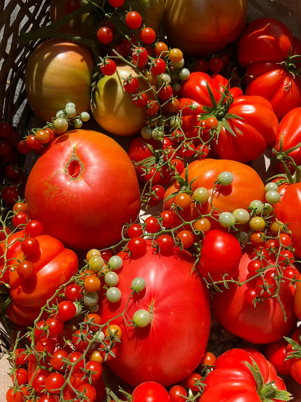 Semillas Tomates 