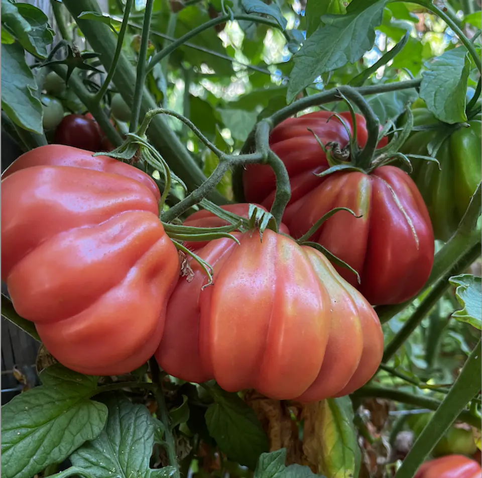 Semillas Tomates 