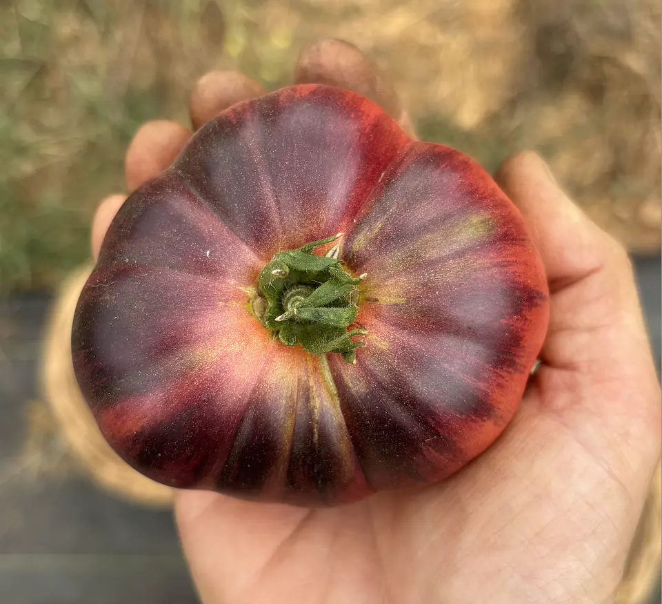 Semillas Tomates 