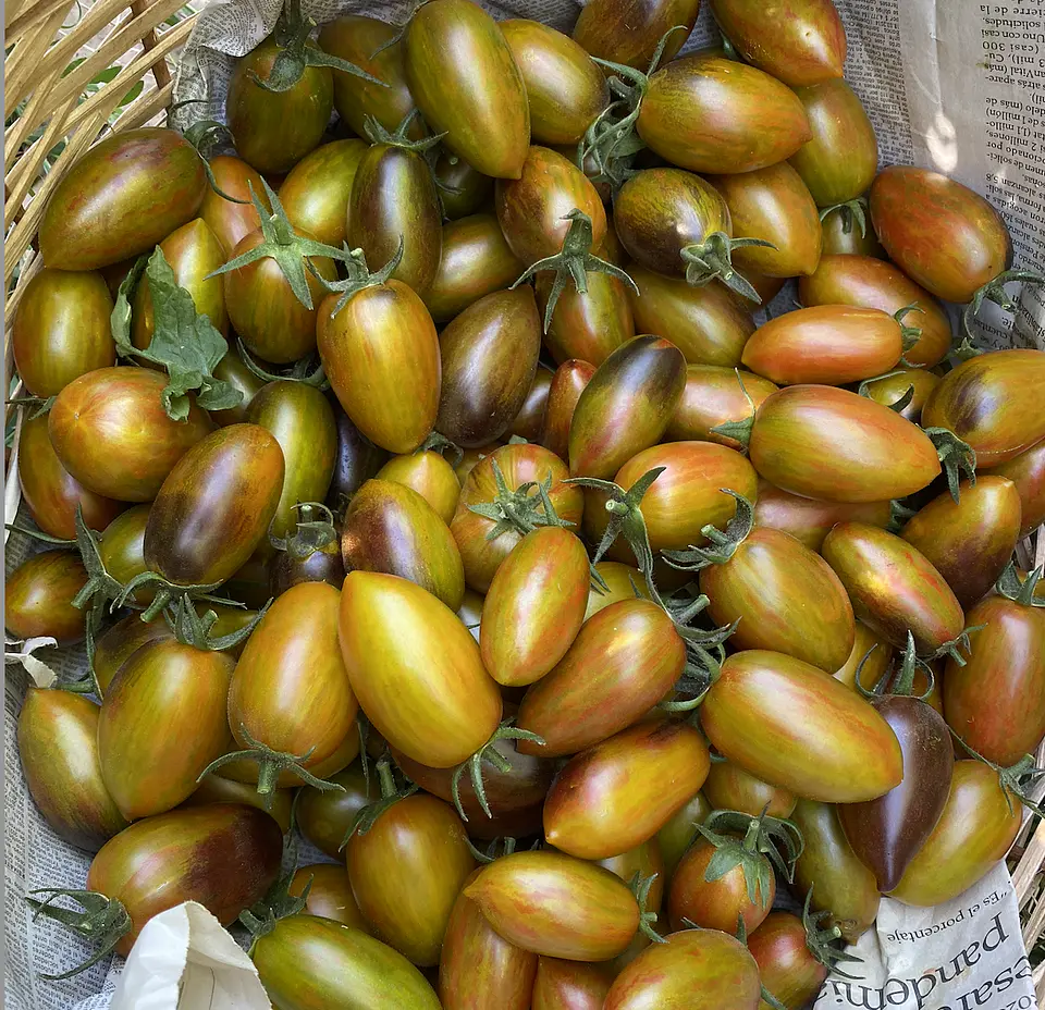 Semillas Tomates 
