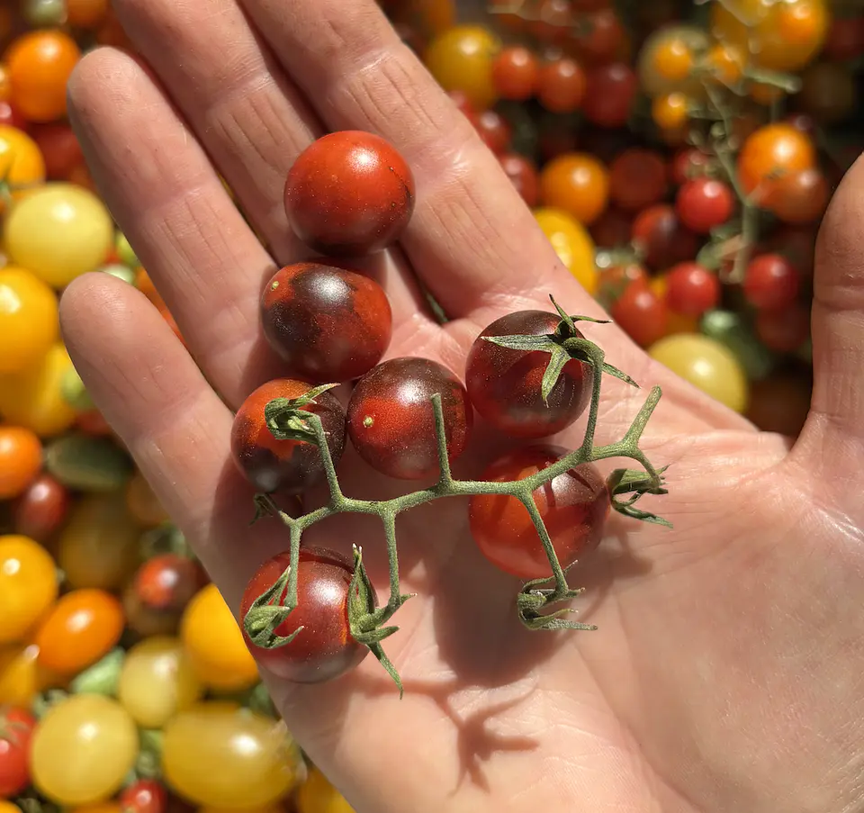 Semillas Tomates 