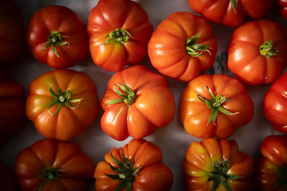 Semillas Tomates 