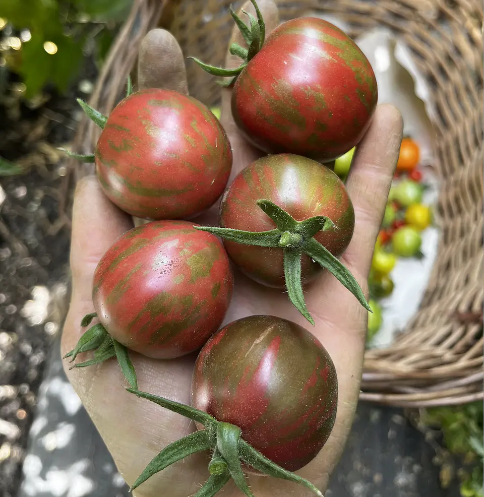 Semillas Tomates 