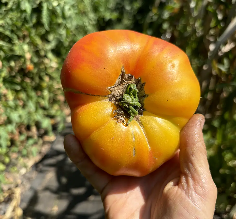 Semillas Tomates 
