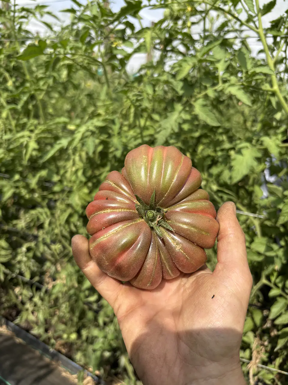 Semillas Tomates 
