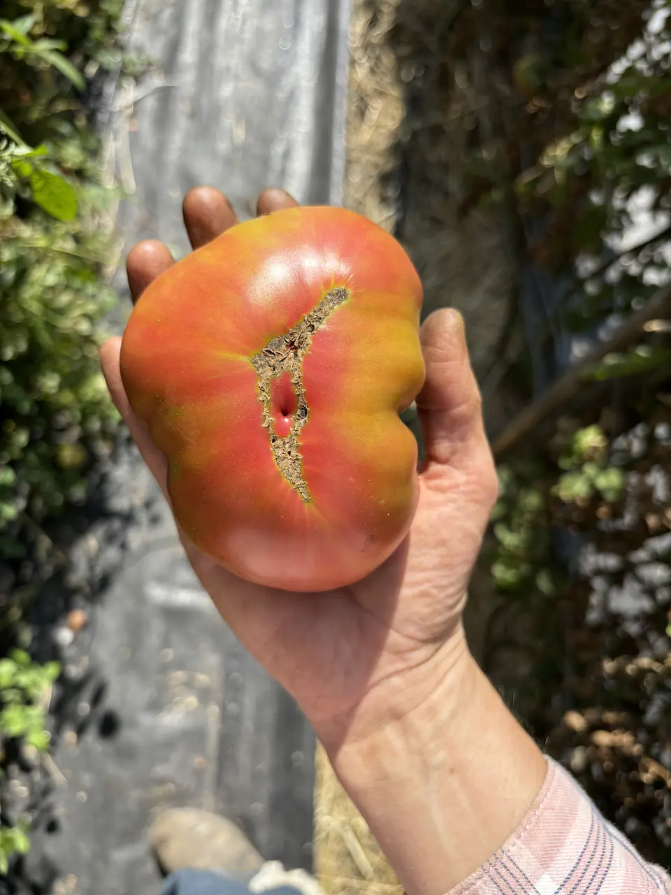 Semillas Tomates 