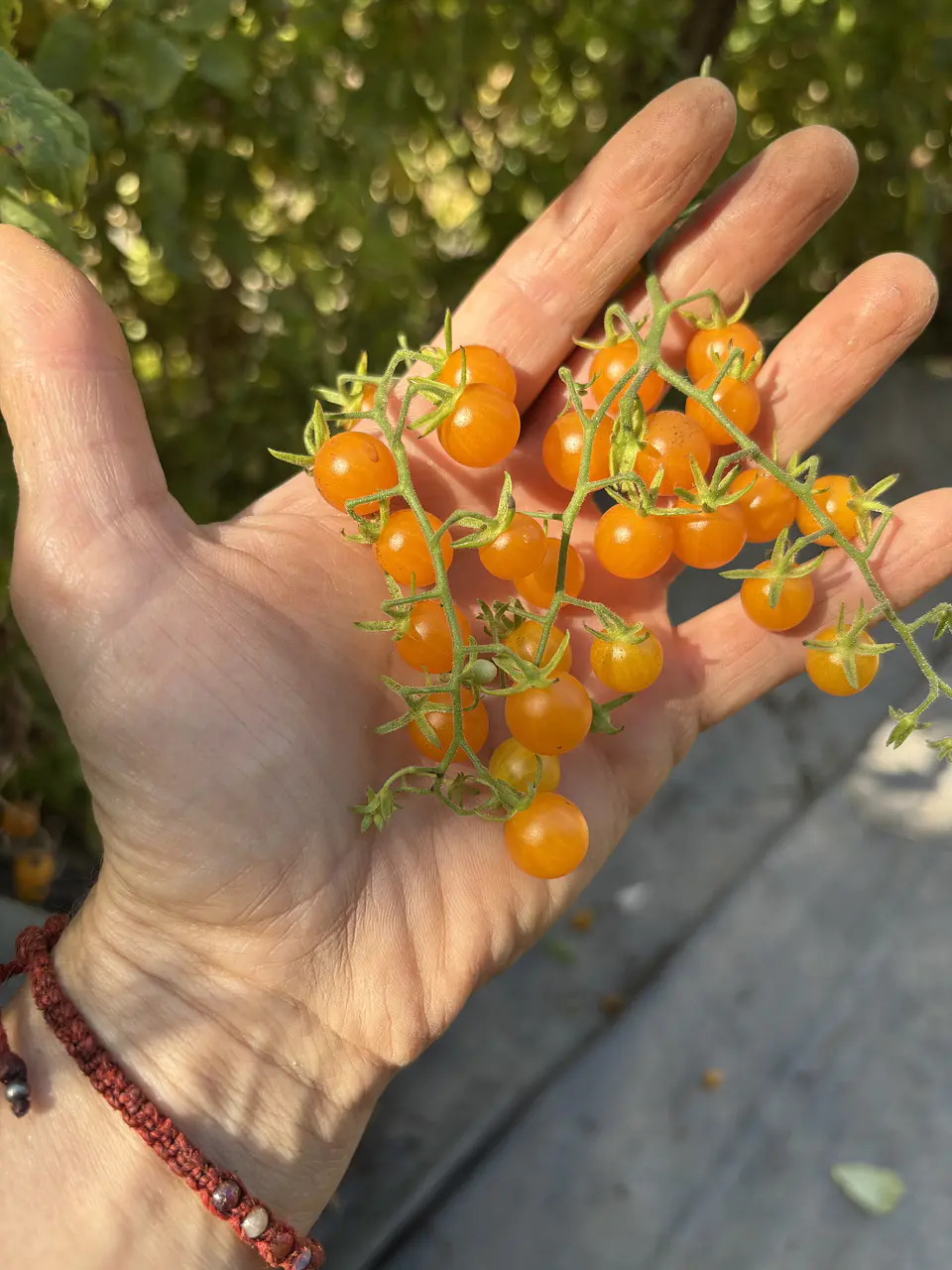 Semillas Tomates 