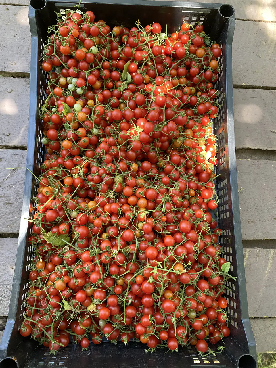 Semillas Tomates 