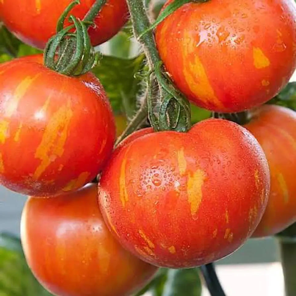 Semillas Tomates 
