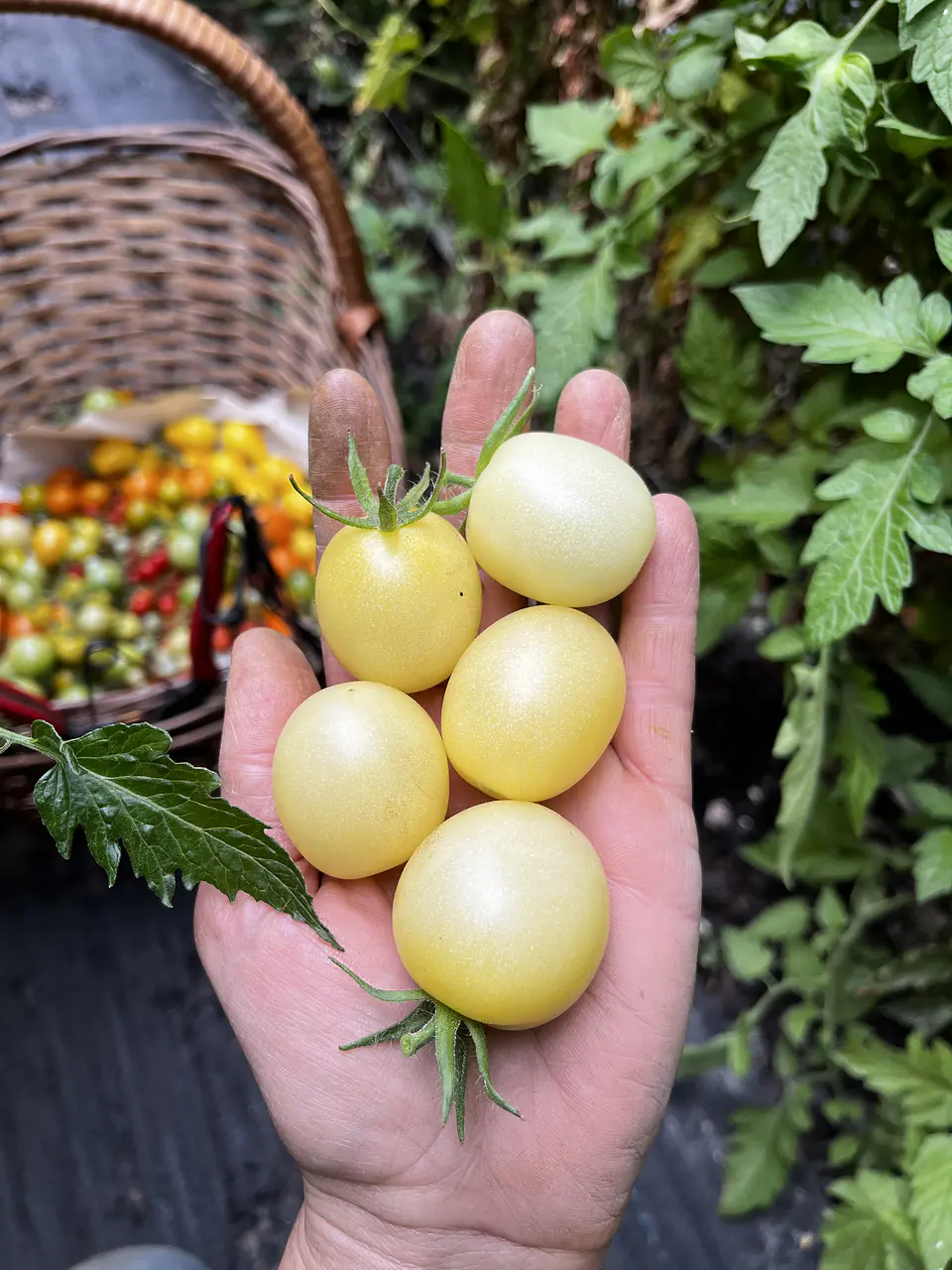 Semillas Tomates 