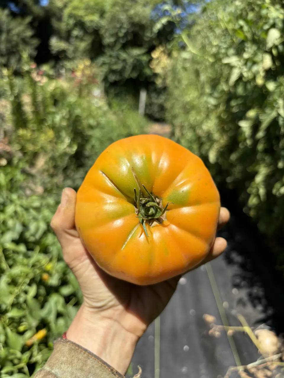 Semillas Tomates 