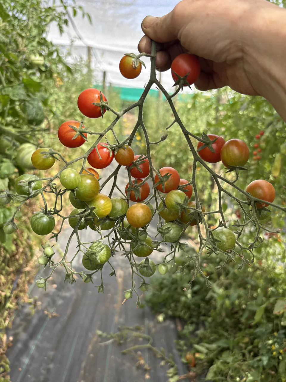 Semillas Tomates 