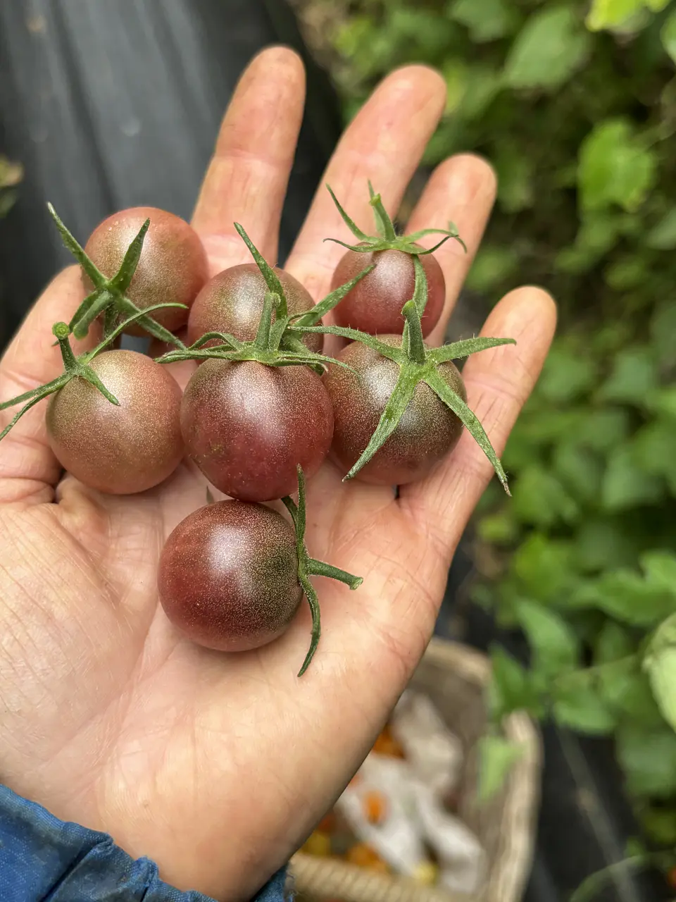 Semillas Tomates 